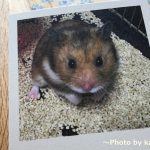スマホにある写真で簡単にフォトブックやフォトグッズを作成
