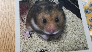 スマホにある写真で簡単にフォトブックやフォトグッズを作成